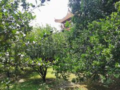景点-橘子洲景区