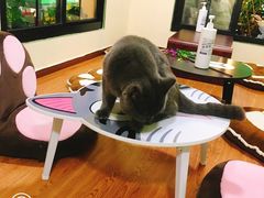 -李小姐の猫咖啡馆(五角场店)