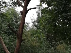 -都江堰中华大熊猫苑