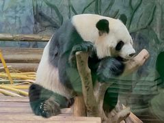 -深圳野生动物园
