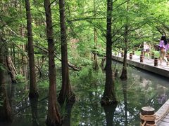 -桤木河湿地公园