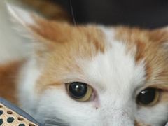 -纳吉亚猫专科动物医院博雅分院