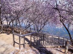 -桃花堤公园