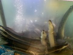 -本炙炭烤·蒲烧活鳗料理店(金沙洲店)