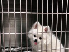-宠福鑫康馨动物医院·骨科·眼科