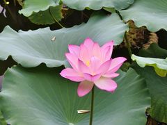 -荔湾湖公园