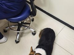 -美联众合动物医院·24h京西诊疗中心
