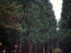 -武陵山森林公园