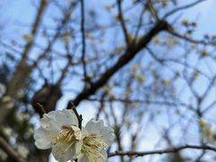 -新虹桥中心花园