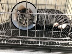 -乖乖乐动物医院(小汤山分院)