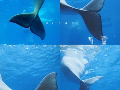 -海合安成都极地海洋公园
