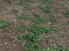 -汉长安城未央宫国家考古遗址公园