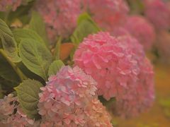 -白鹭湾湿地公园