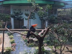 鸟-九龙公园