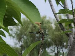 -陶辛水韵