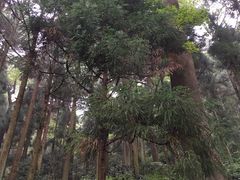 -东天目山风景区