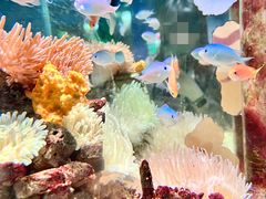 -太平洋海底世界