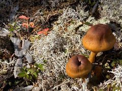 -莫尔道嘎国家森林公园