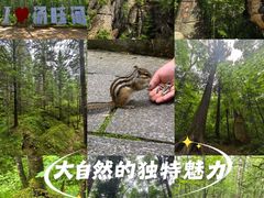 -汤旺河林海奇石景区