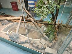 -上海大自然野生昆虫馆(东方明珠·爬宠昆虫探索中心)