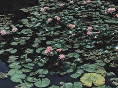 -云溪植物园