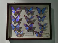 -上海昆虫博物馆