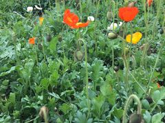 -汉长安城未央宫国家考古遗址公园