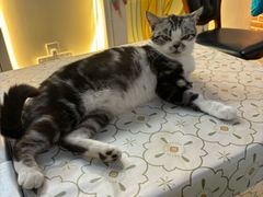 -猫小院猫主题餐厅(南锣旗舰店)