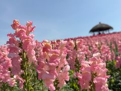 -径山花海