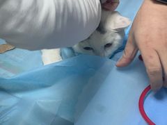 -纳吉亚猫专科动物诊疗中心(蒋宅口分院)