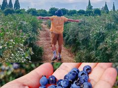 -金谷域澳洲庄园