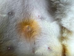 -伟伟宠物医院·CT影像中心·瑞派犬猫综合性门诊(汉口总院)