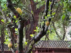 -顺峰山公园