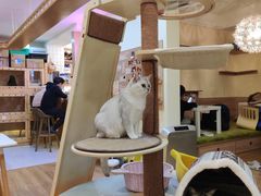 -滚猫咖啡·猫咖·猫友好撸猫(未来城店)