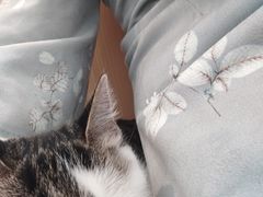 -瑞派·关忠动物医院·猫专科·犬专科(三环新城店)