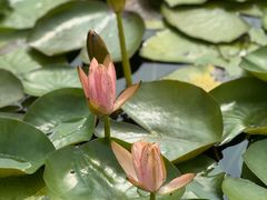 -白鹭湾湿地公园