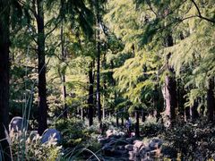 -上海共青森林公园