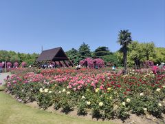 -上海滨江森林公园