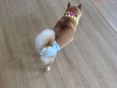 -南京Hallo宠物乐园·哈罗犬舍·柴犬繁育基地
