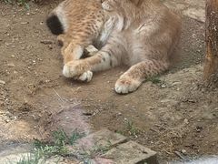 -青藏高原野生动物园