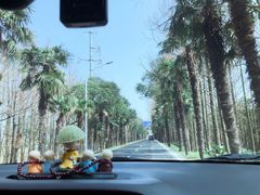 -上海海湾国家森林公园