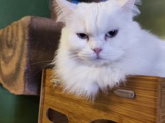-猫猫幼稚园·撸猫·桌游·电玩