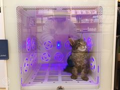 -猫十亿·布偶金渐层·曼基康矮脚猫舍(青年路店)
