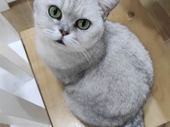 -李小姐の猫咖啡馆(五角场店)