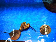 -上海海洋水族馆