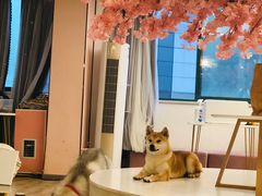 -浣熊柯尔鸭土拨鼠·电玩咖
