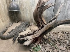 -深圳野生动物园