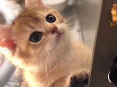 -猫大福·Fortune Cat猫舍(百子湾店)