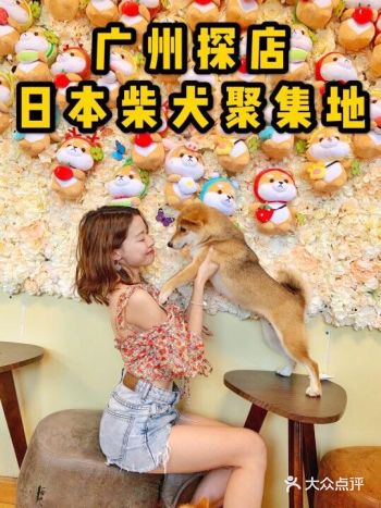 广州热门日本柴犬主题店|撸肥柴周末好去处！