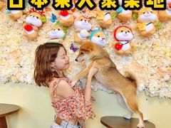 -柴犬高等学院·狗咖·柴犬售卖·宠物训练
